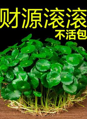 带叶铜钱草小绿植水培植物四季好养土培室内盆栽大叶金钱草铜钱草