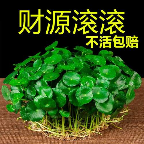 带叶铜钱草小绿植水培物四