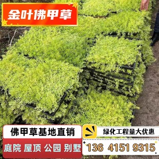 佛甲草黄金金叶过路黄万年草中华景天佛甲草苗屋顶绿化草皮坪植物