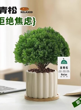 放青松绿植雾松室内小盆栽雾凇办公室桌面放轻松植物摆件四季好养