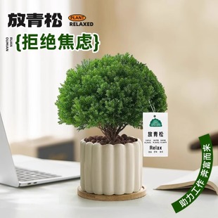 放青松绿植雾松室内小盆栽雾凇办公室桌面放轻松植物摆件四季好养