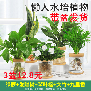 水培植物盆栽绿萝栀子花办公室内花卉小绿植四季 好养多肉水养盆栽