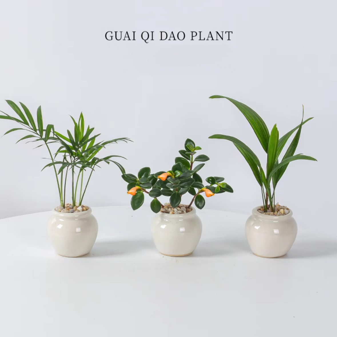 【迷你茶桌植物】九里香金