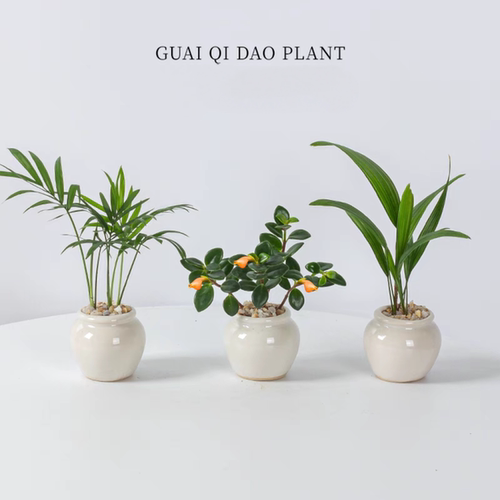 【迷你茶桌植物】九里香金