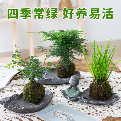苔藓球小盆栽水培植物茶几