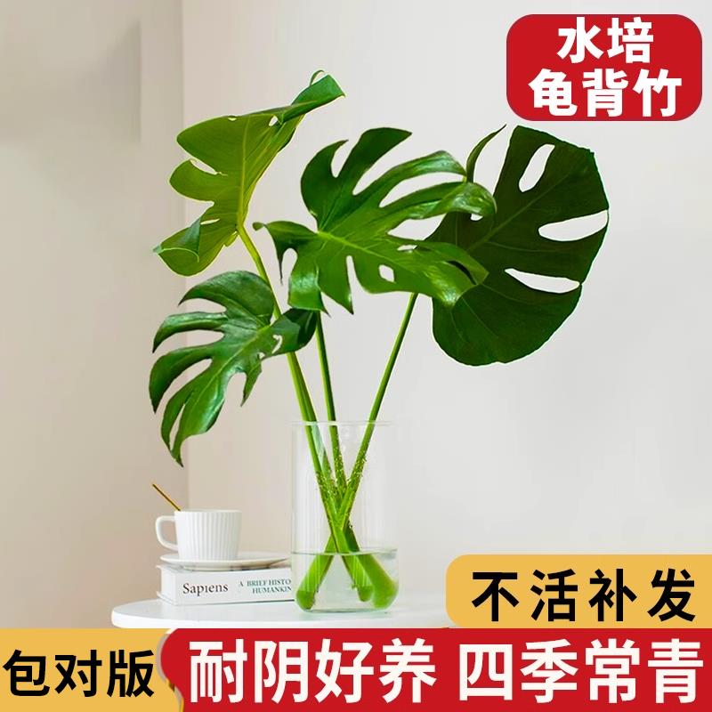 龟背竹水培植物盆栽大叶老