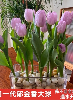 进口郁金香种球带芽5度球水培四季开花室内外阳台水土养盆栽耐寒