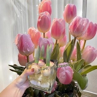 5颗进口郁金香种球水培花卉植物室内花种子盆栽花苗土培水养耐寒