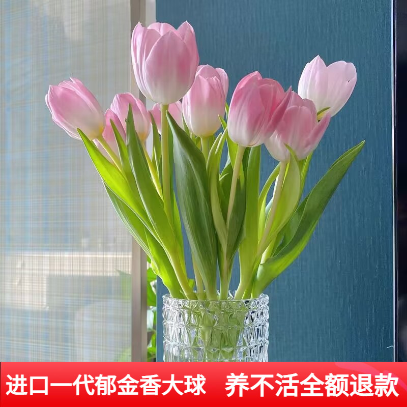 进口郁金香种球带芽5度球水培土养花卉室内盆栽植物开花种子耐寒