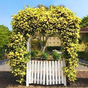 特大花苗欧洲藤本爬藤月季 开花庭院爬墙蔷薇花 浓香四季 龙沙宝石