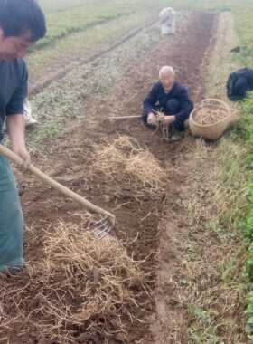 凉新1鲜湖北鱼腥现草包邮挖折耳根野YEV生农家耳根拌鱼星草份2斤