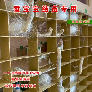 蚕宝宝吐丝专用 结茧簇方格吐丝上架道具结茧簇养蚕吐丝网新鲜叶