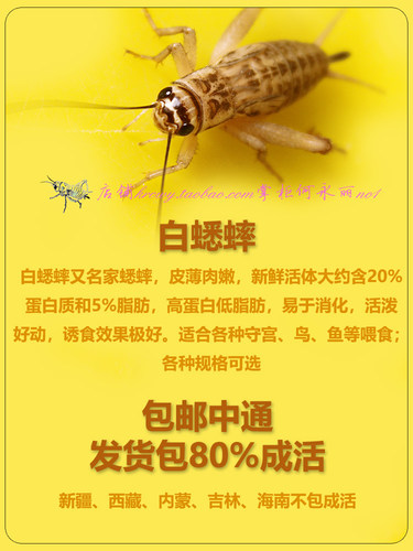 蛐蛐蟋蟀活体饲料活物 蟋蟀活物 9元110只18元400只 包邮现货活虫