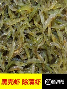 黑壳虾除藻草虾观赏虾工具清洁虾饲料虾活体水族箱鱼缸冷水虾超大