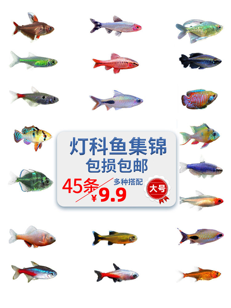 热带宝莲灯鱼活体观赏红绿灯小型鱼
