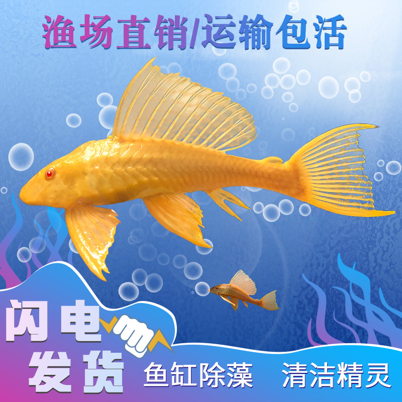 黄金红眼女王清道夫大帆豹纹活体鱼