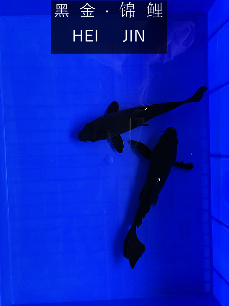 纯种黄金龙凤锦鲤活鱼冷水观赏鱼耐活好养风水鱼黑金白金长尾金鱼