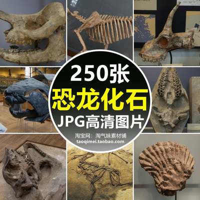 高清JPG恐龙化石图片侏罗纪远古食肉动物骨骼骸骨架模型摄影素材