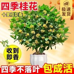 庭院常绿四季桂状元红桂花树浓香型朱砂桂园林绿耐寒树苗丹桂