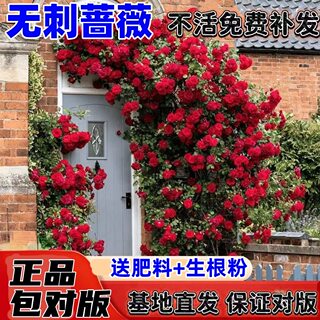 蔷薇花苗藤本月季玫瑰特大花卉庭院植物花卉盆栽阳台爬墙四季开花