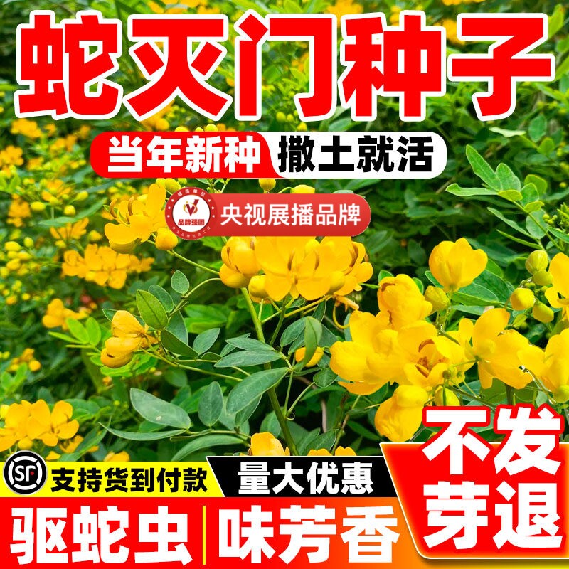 驱蛇植物室外蛇灭门种子孑望江南野决明籽驱蛇虫草花种籽盆栽花卉