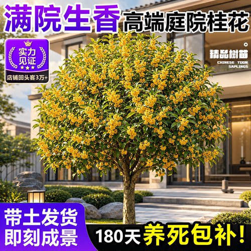 庭院地栽桂花树苗四季开花南北通
