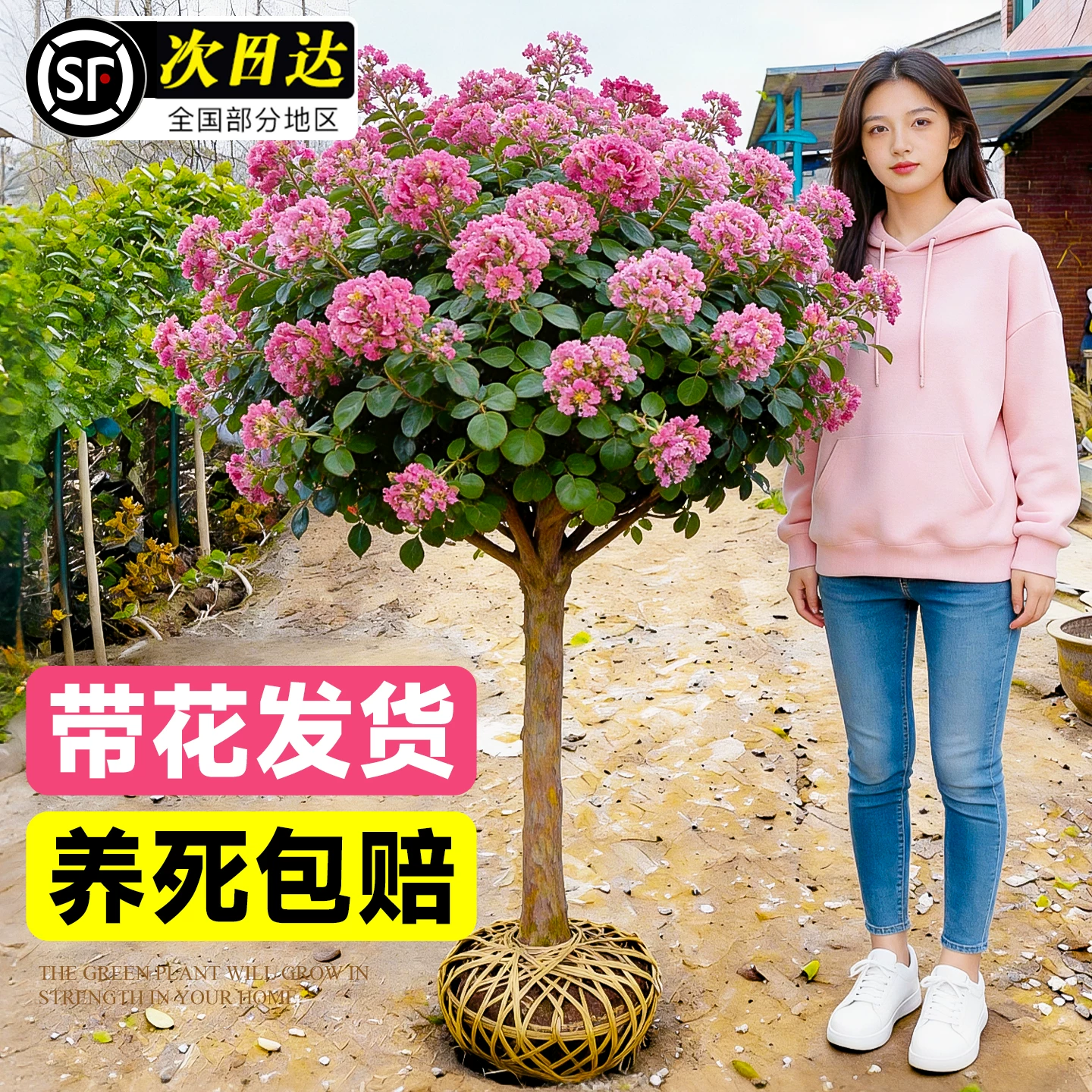 粉色紫薇花树苗盆栽百日红花卉庭院老桩别墅室外绿化植物大苗四季