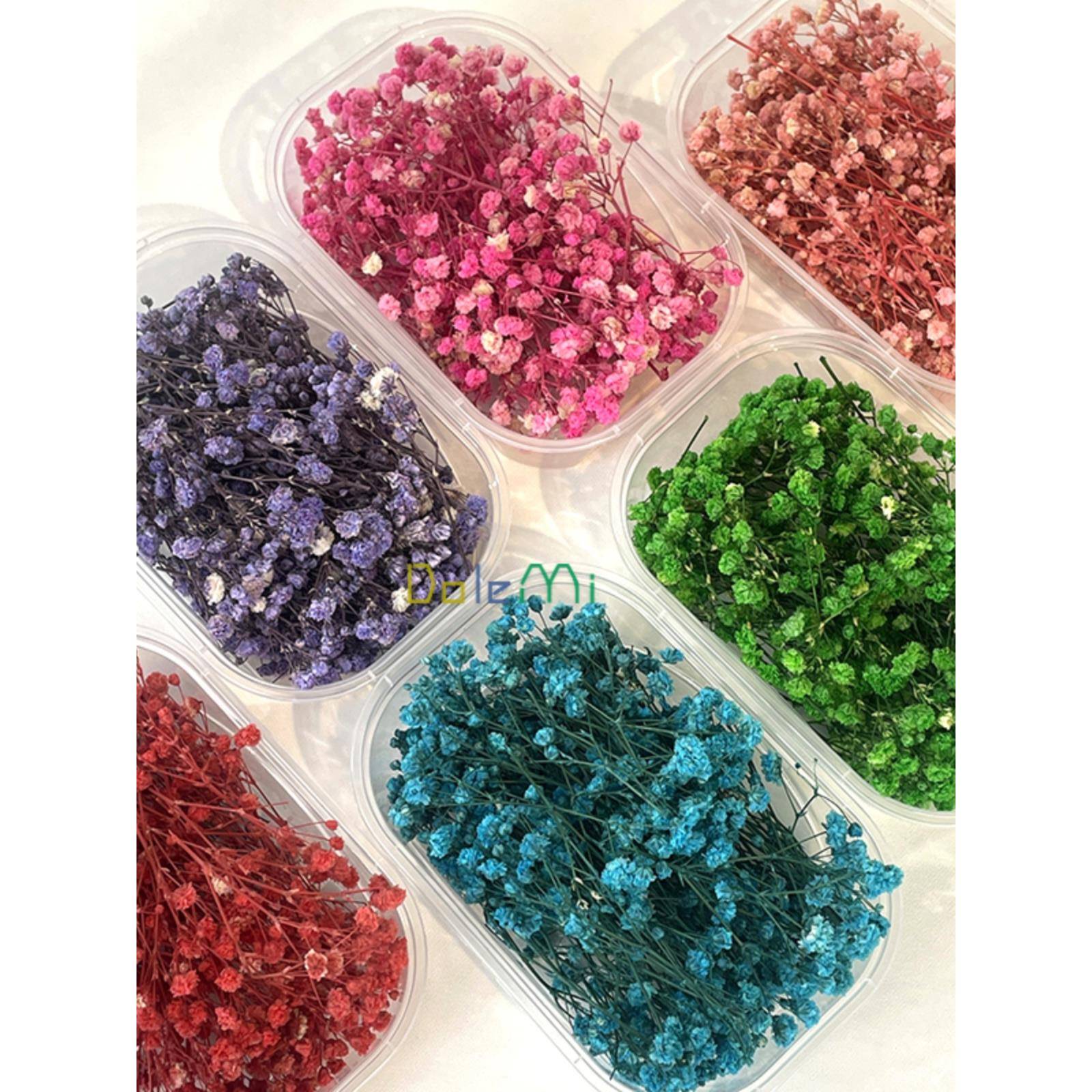 满天星diy永生花材 相框盒装干花包 装饰真花ins摆件拍摄道具