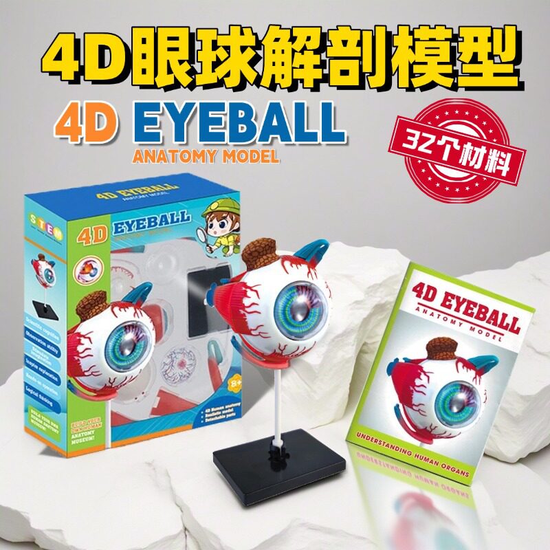 人体教学眼球解刨结构模型可拆卸
