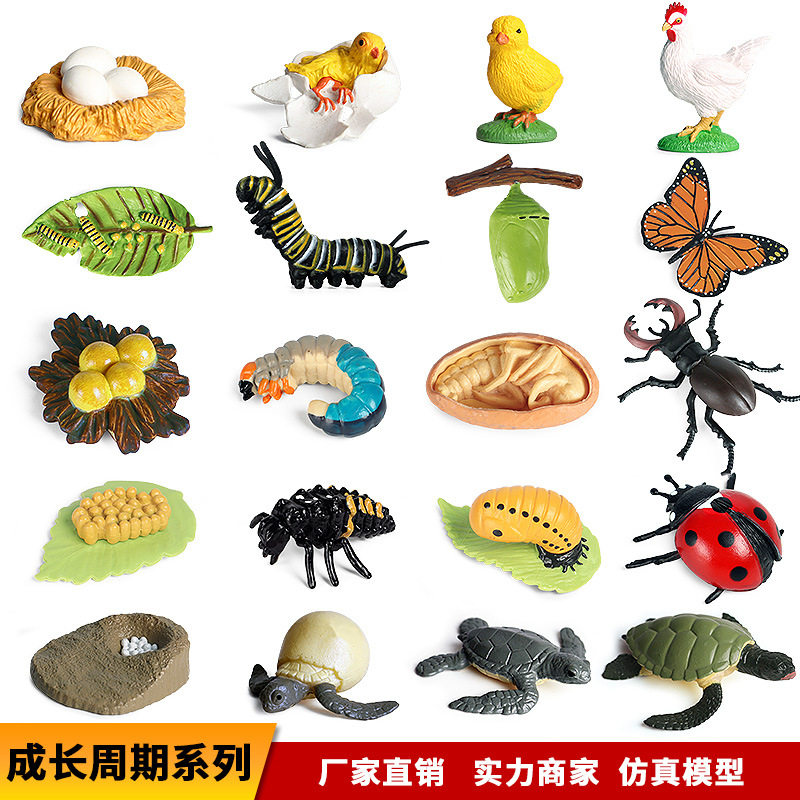 儿童早教仿真动物成长周期模型