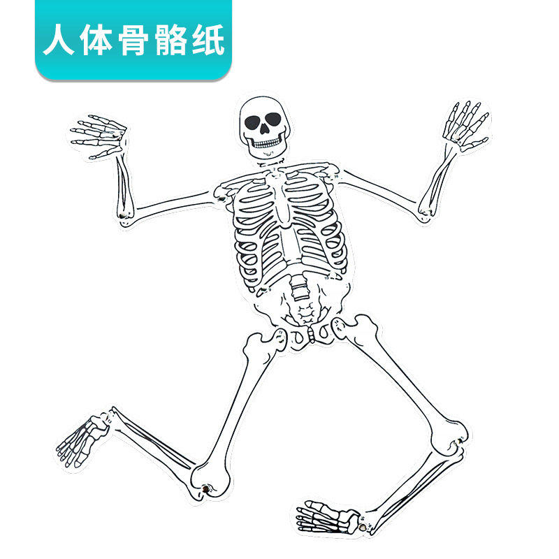 自制人体骨骼模型纸DIY手工科技