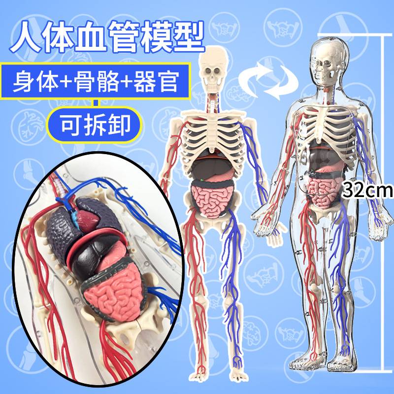 人体结构模型可拆卸拼装器官骨骼