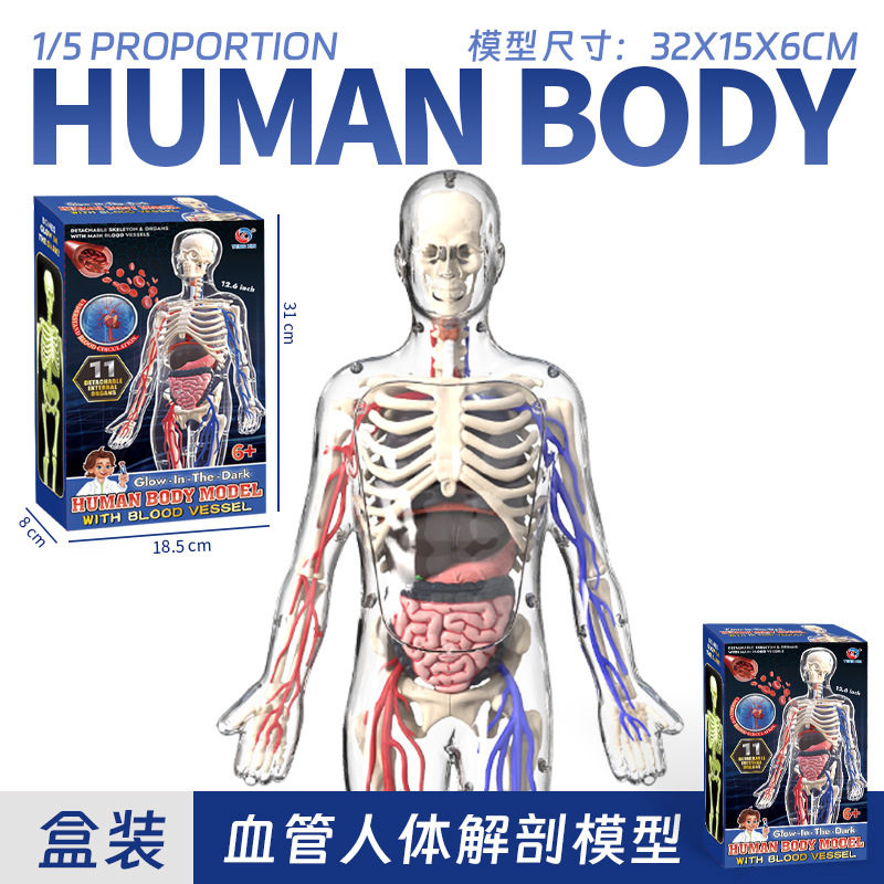 科教人体模型拼装骨骼器官内脏