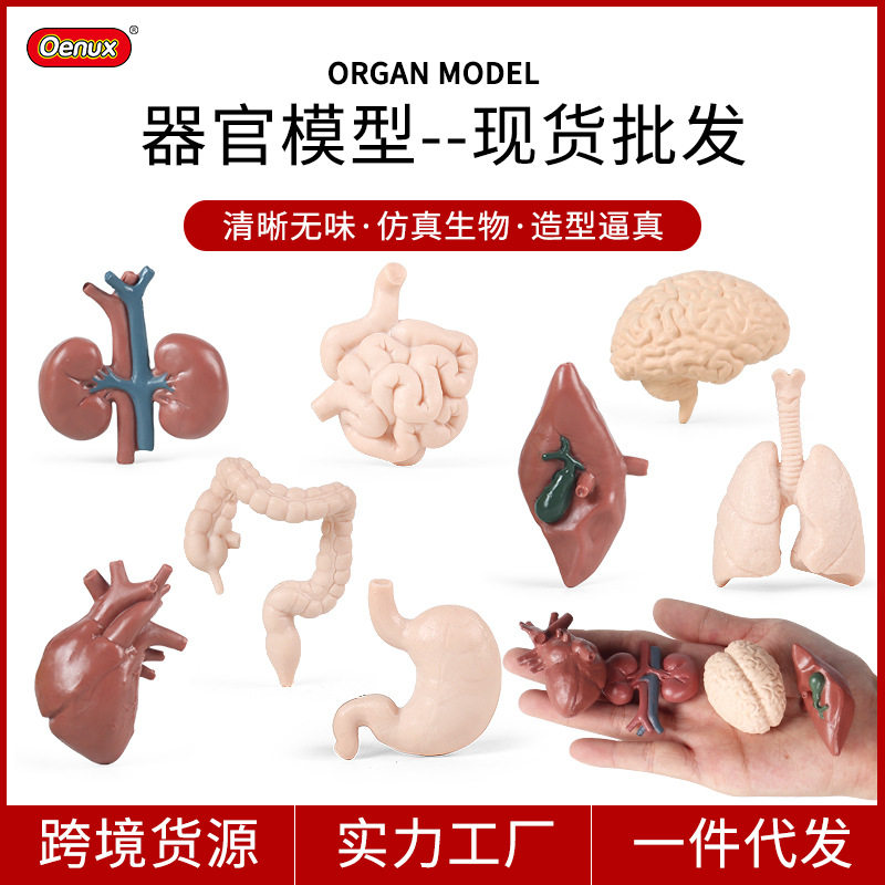 蒙氏语言蒙特梭利教具人体器官