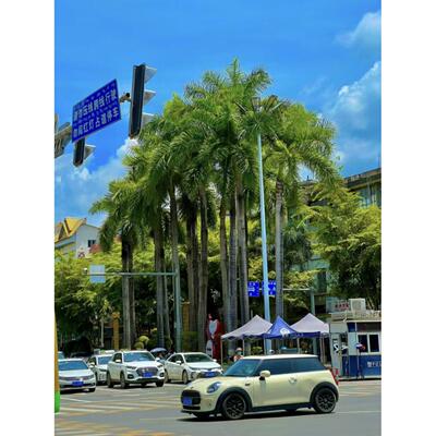 狐尾椰子树热带雨淋大型绿植庭院室外暴晒植物四季常青盆栽棕榈树