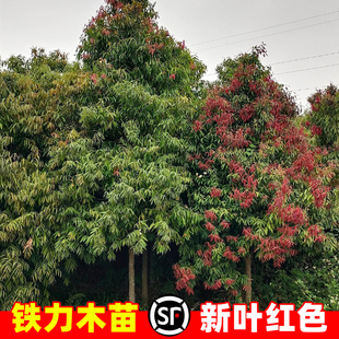 彩叶铁力木树苗盆栽庭院观赏别墅名贵风景树南北方四季种植绿化苗