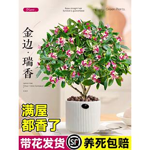 特大金边瑞香盆栽带花苞室内客厅阳台耐寒老桩绿植物四季好养花卉
