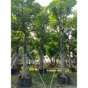 秋枫树苗重阳木树红桐茄冬树苗名贵苗木药材树苗抗风绿化四季常绿