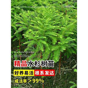 水杉树苗落羽杉池杉小苗南北方庭院护坡风景大树四季常青绿化乔木