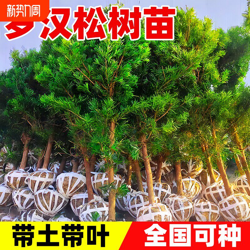 罗汉松树苗小叶雀舌室外庭院盆栽