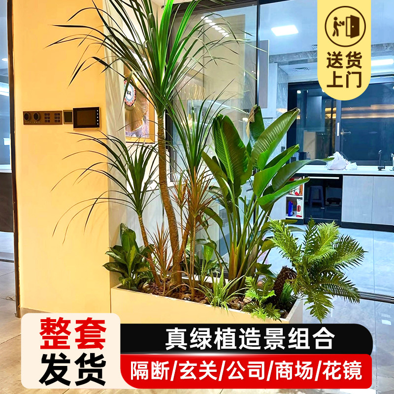 大型绿植成品组合盆栽室内客厅阳台玄关隔断造景橱窗落地大号植物
