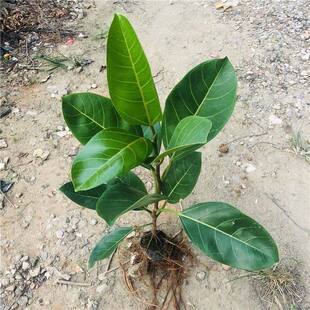 榕树正宗大叶榕高山榕小叶榕小苗四季常绿庭院绿化盆景苗盆栽绿植