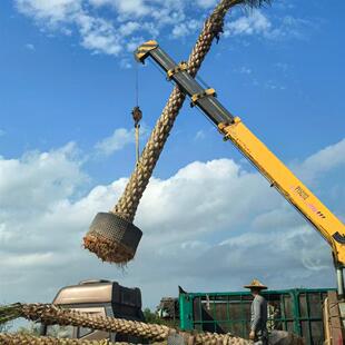 中东海枣树苗林刺葵热带别墅公园耐寒高档风景树银海枣棕榈科植物