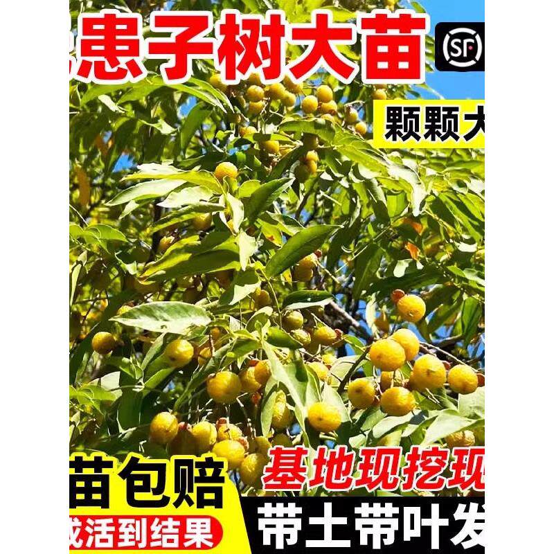 无患子树苗盆栽鬼见愁洗手果绿化树苗名贵风景树苗南北方四季种植