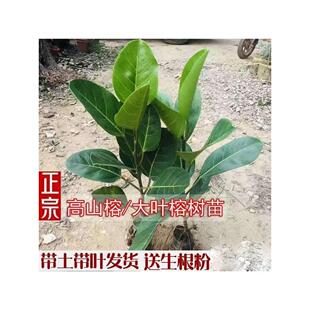 正宗大叶高山榕树苗四季常青绿化吸水石大叶榕树庭院绿化盆景植物
