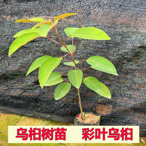 乌桕树苗红叶乌桕树名贵苗木庭院绿化风景树腊子树彩叶树山乌桕