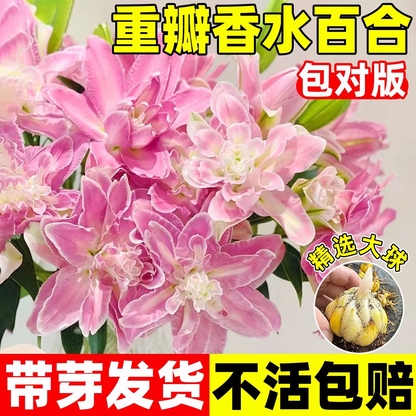 香水百合种球多季开花盆栽室内带