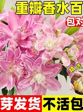香水百合种球多季开花盆栽室内带花苞好养进口重瓣百合花球种花卉