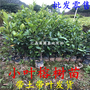 正宗榕树苗 小叶榕树苗常绿细叶榕小苗庭院别墅绿化 带叶榕树小苗