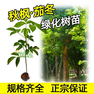 秋枫树苗茄冬苗重阳木秋风子红桐过冬梨朱桐树乌杨绿化名贵药材